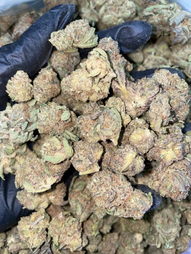 Glazed Apricot Gelato Order Weed Online Get Cannabis Delivery & Pickup